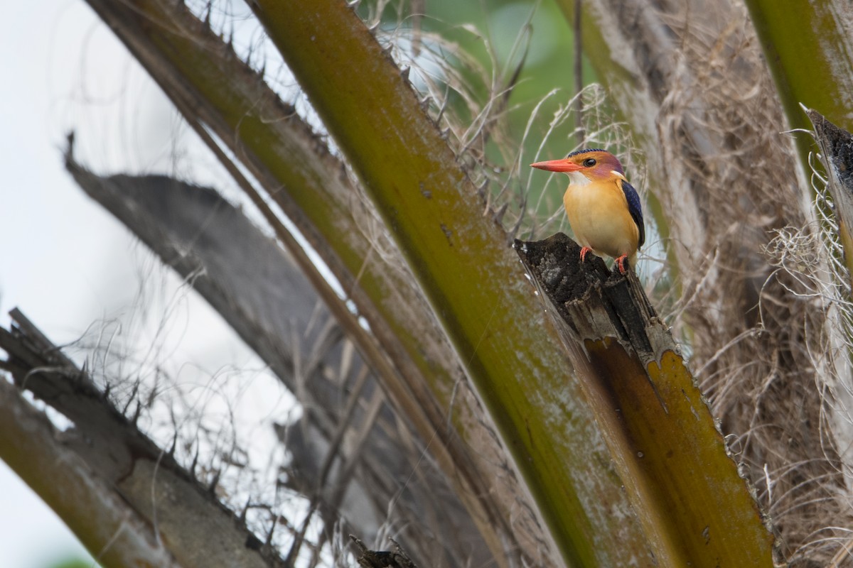 African Pygmy Kingfisher - ML625621436