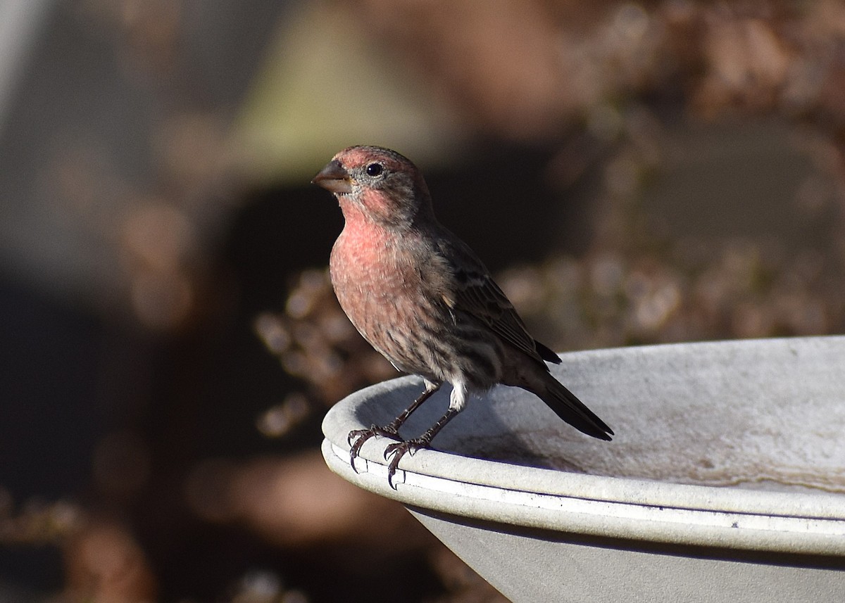 House Finch - ML625621446