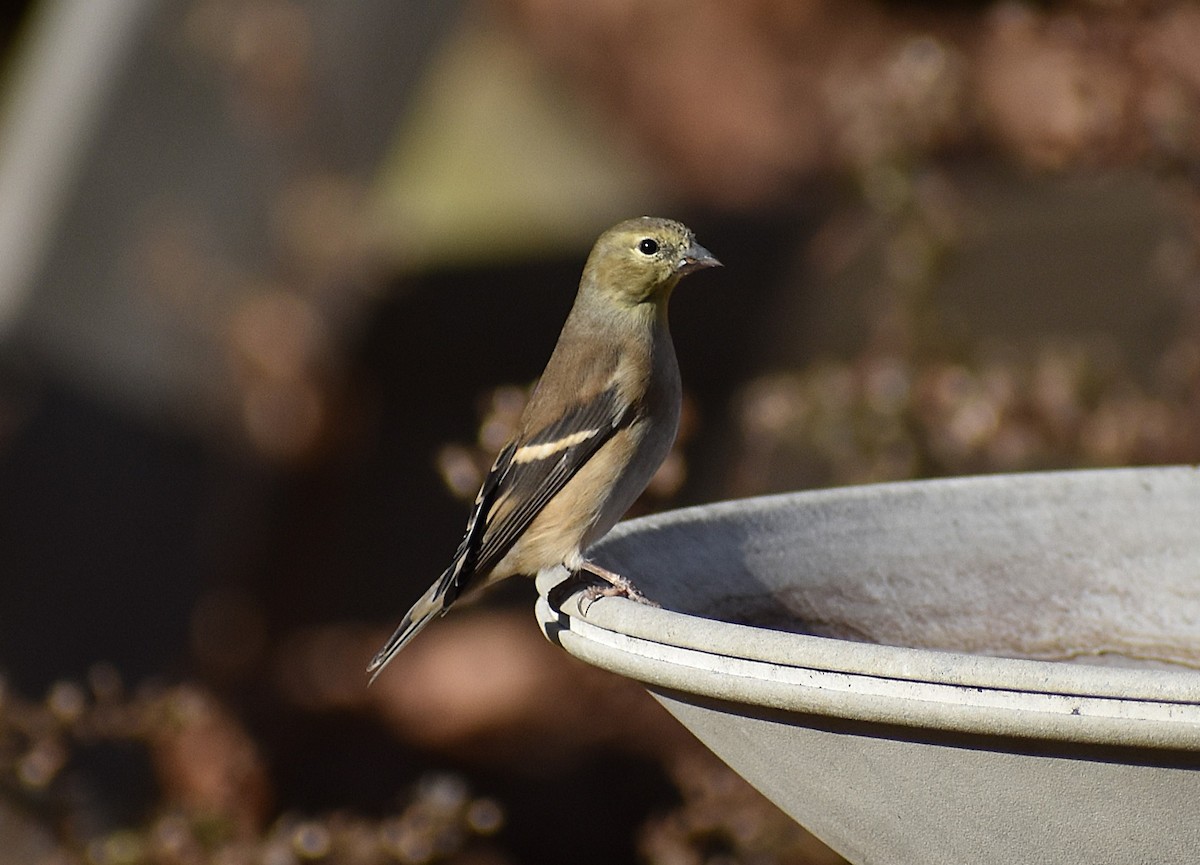 American Goldfinch - ML625621493