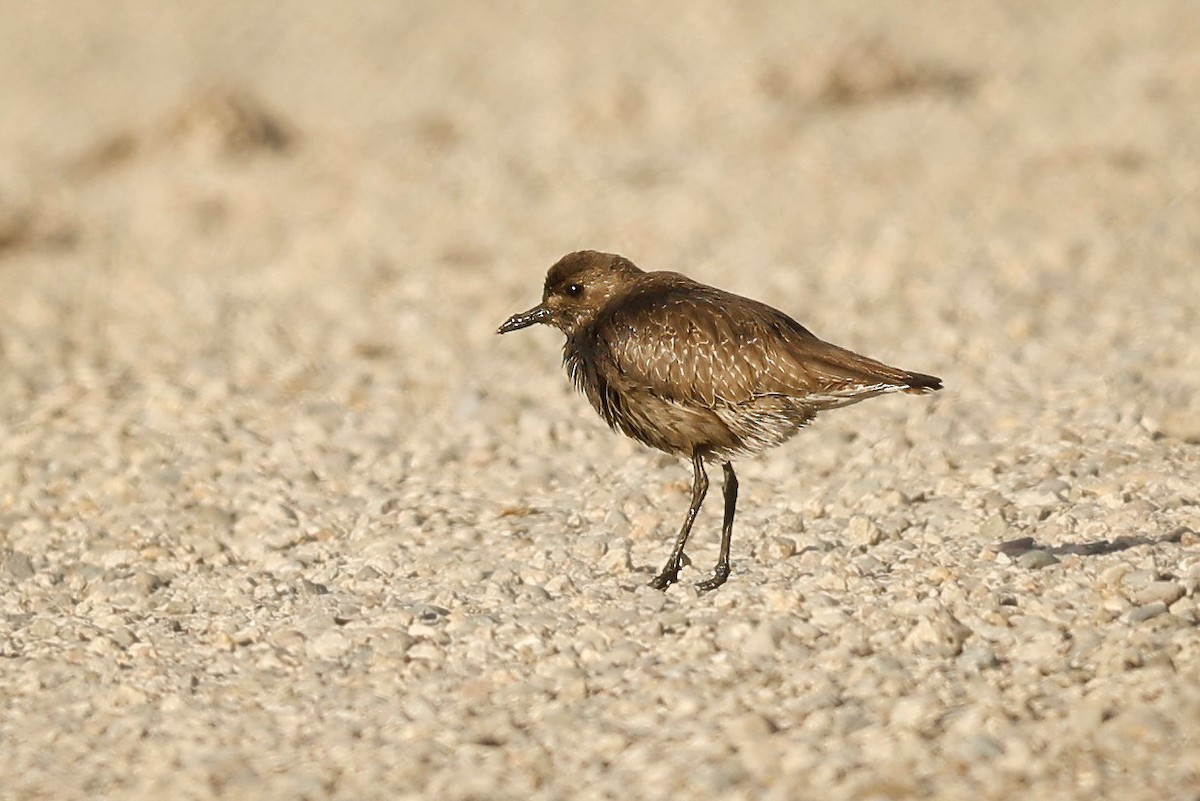 Black-bellied Plover - Mark Elness