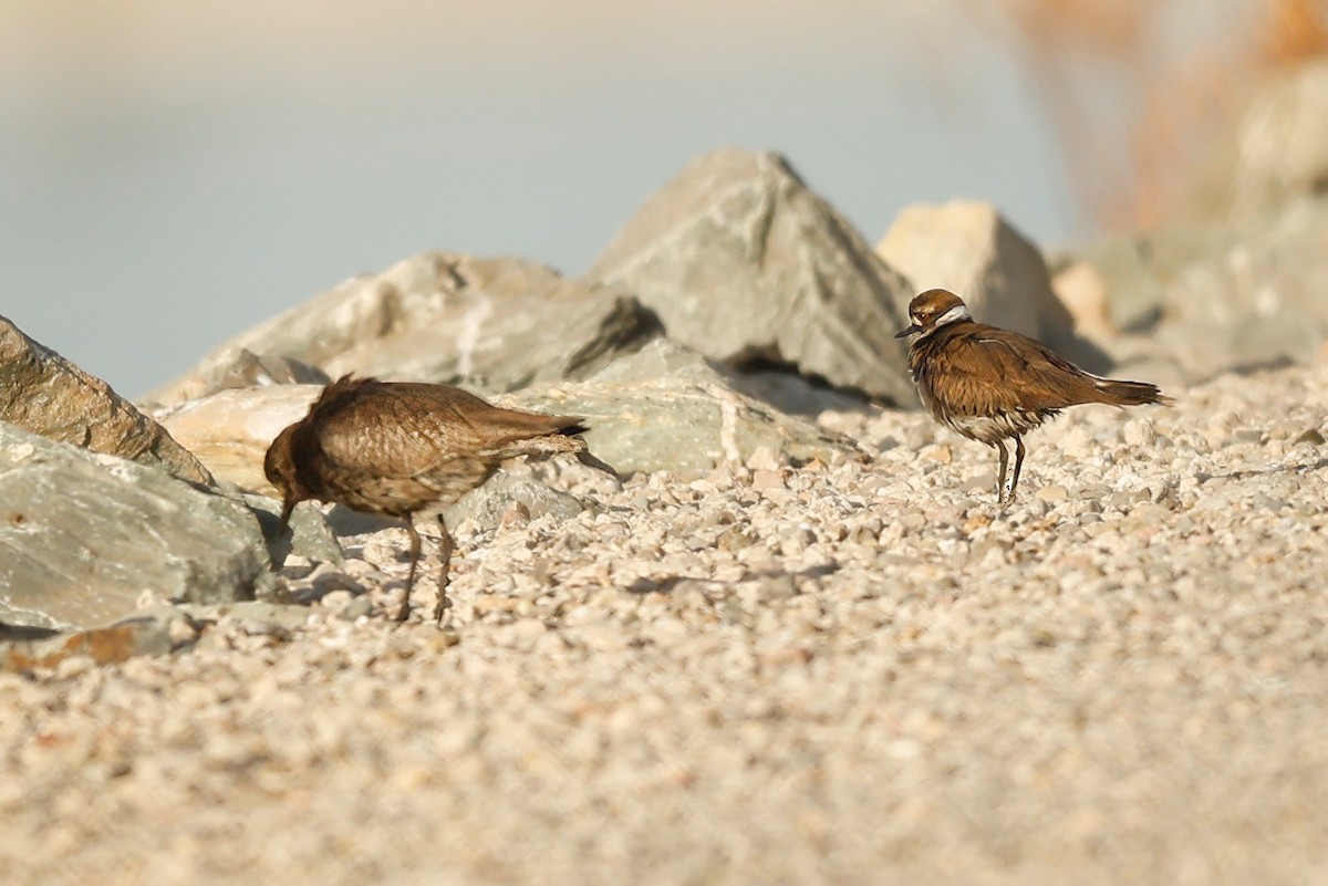 Killdeer - ML625621505