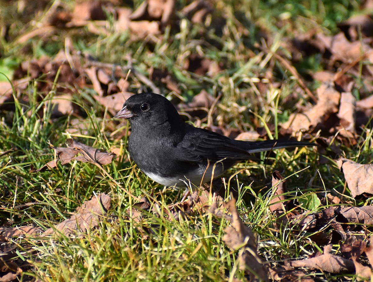 Dark-eyed Junco (Slate-colored) - ML625621585