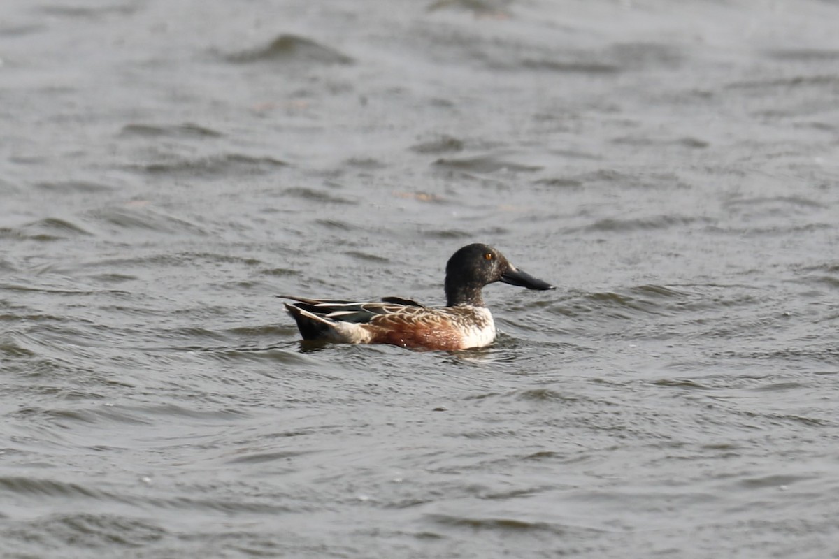 Northern Shoveler - Birdie T