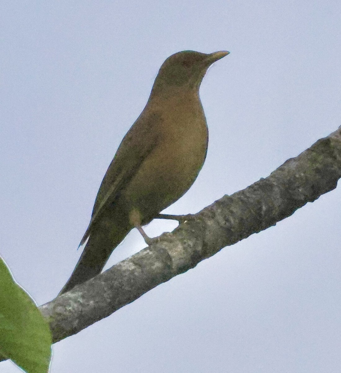 Clay-colored Thrush - Debbie Crowley