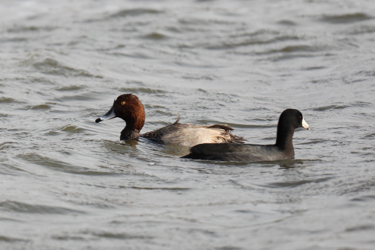 Redhead - Birdie T