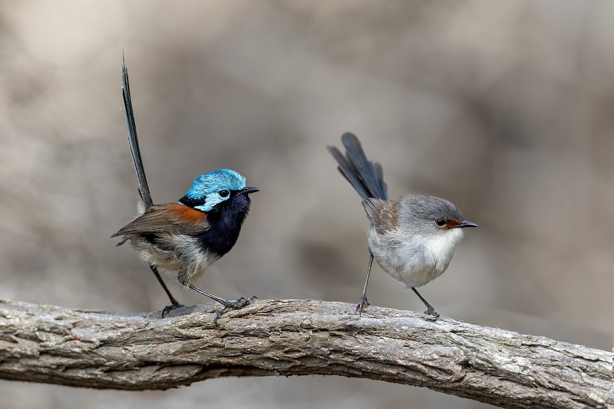 Red-winged Fairywren - ML625621745