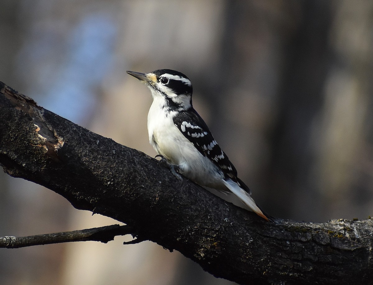Hairy Woodpecker (Eastern) - ML625621764