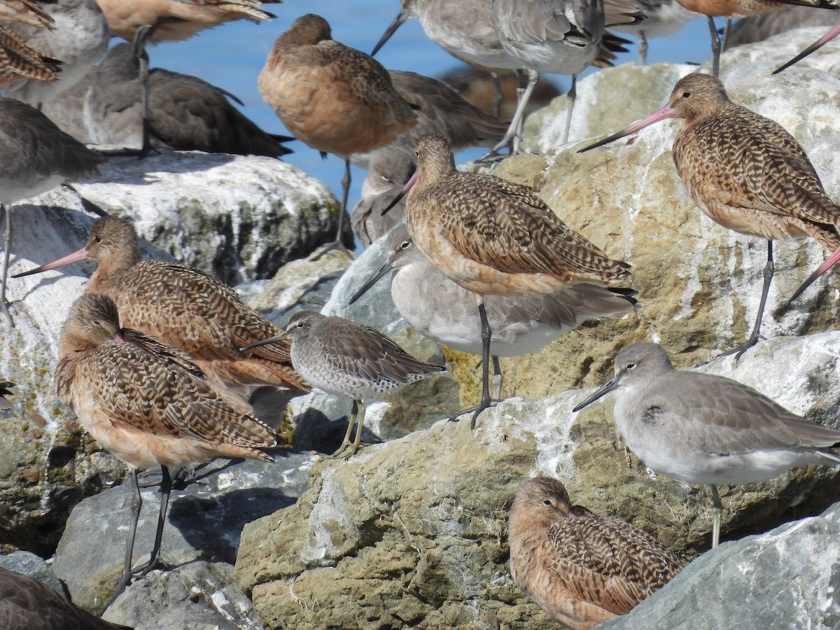 Short-billed Dowitcher - ML625621830