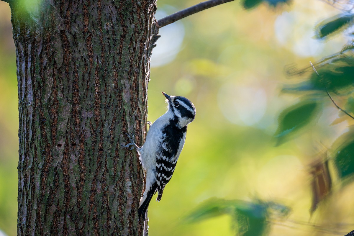 Downy Woodpecker - Troy Bynum