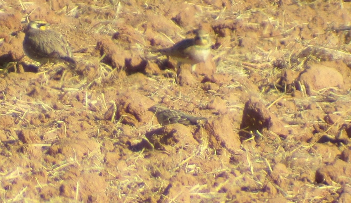 Chestnut-collared Longspur - ML625621881