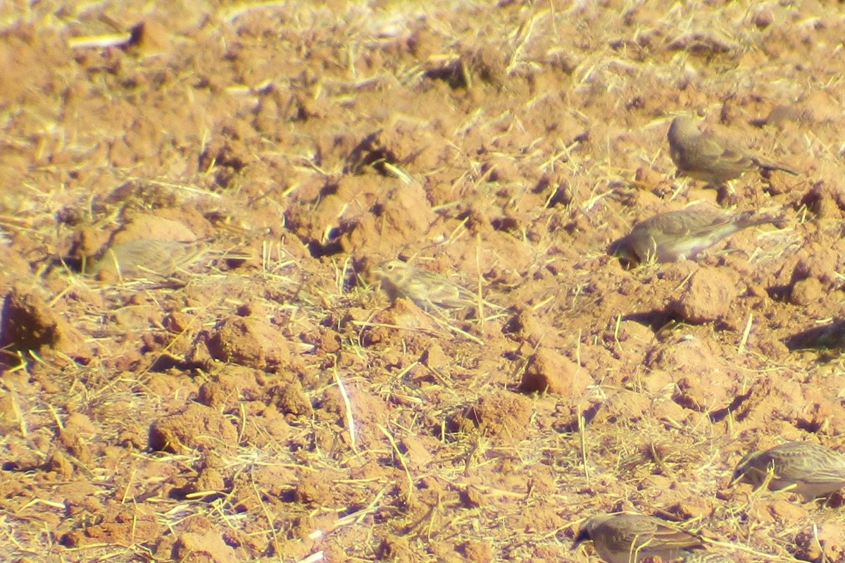 Chestnut-collared Longspur - ML625621882