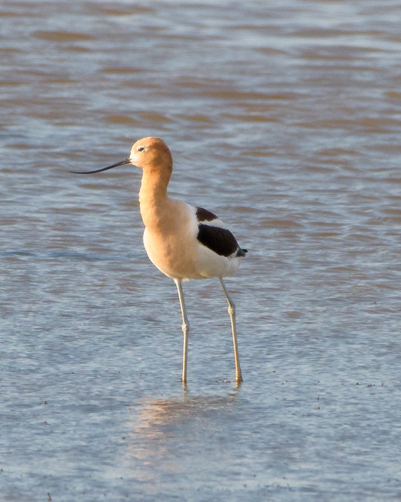 American Avocet - ML62562191