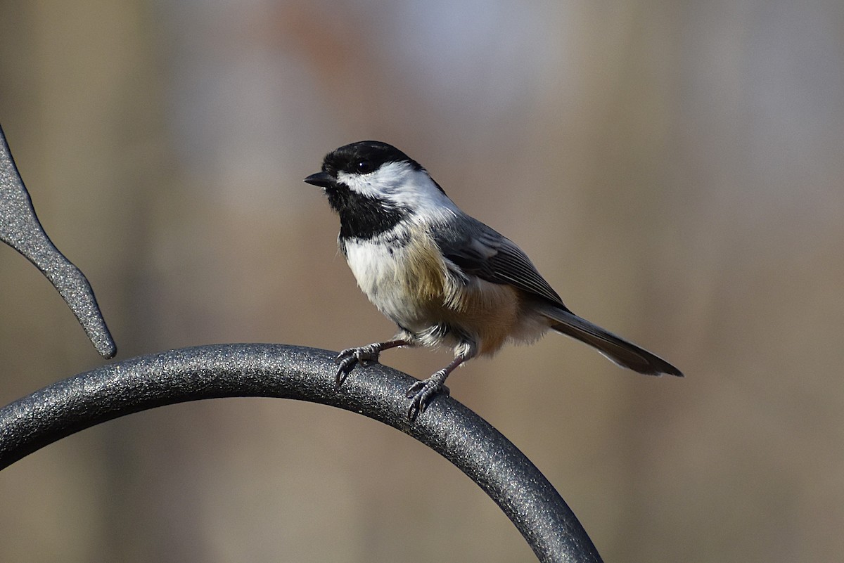 Black-capped Chickadee - ML625621955