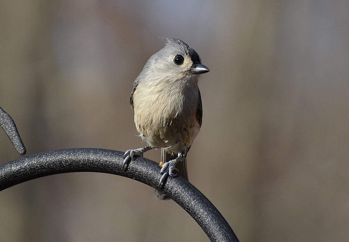 Tufted Titmouse - ML625621959