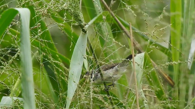 Double-collared Seedeater - ML625622111