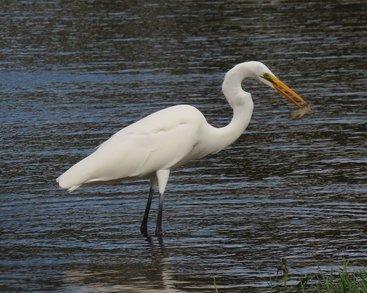 Great Egret - Laurie Witkin