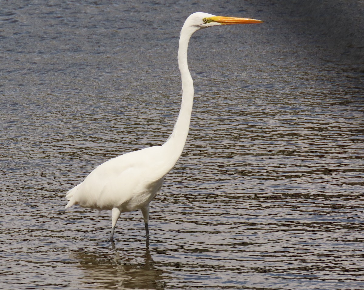 Great Egret - Laurie Witkin