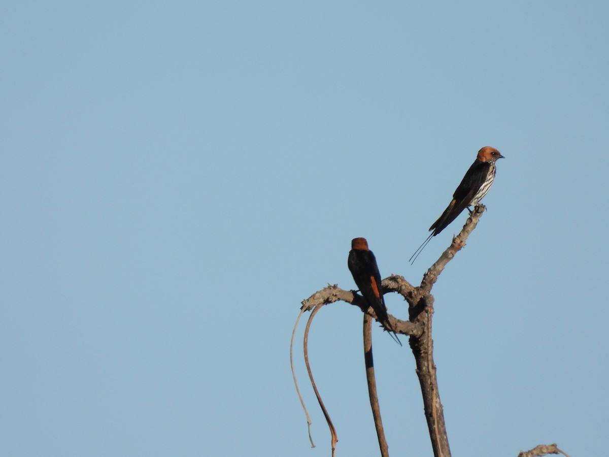 Lesser Striped Swallow - ML625622239