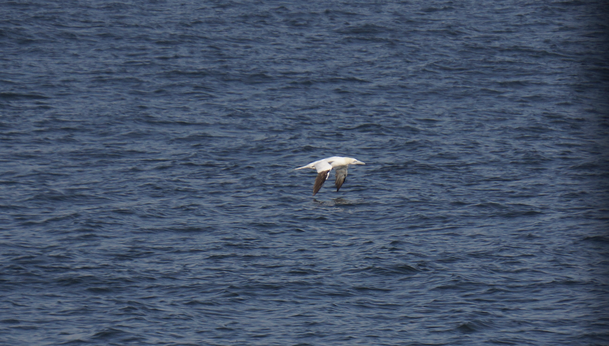 Northern Gannet - ML625622261