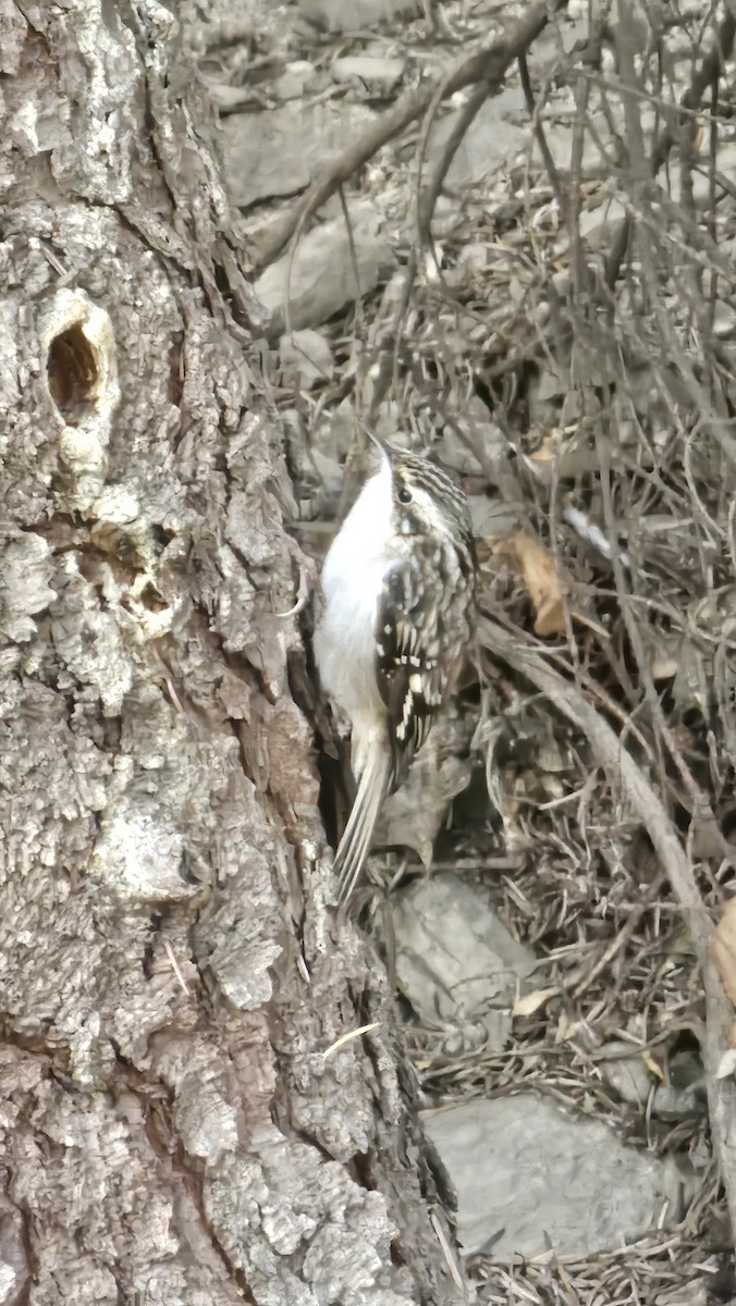 Brown Creeper - ML625622264