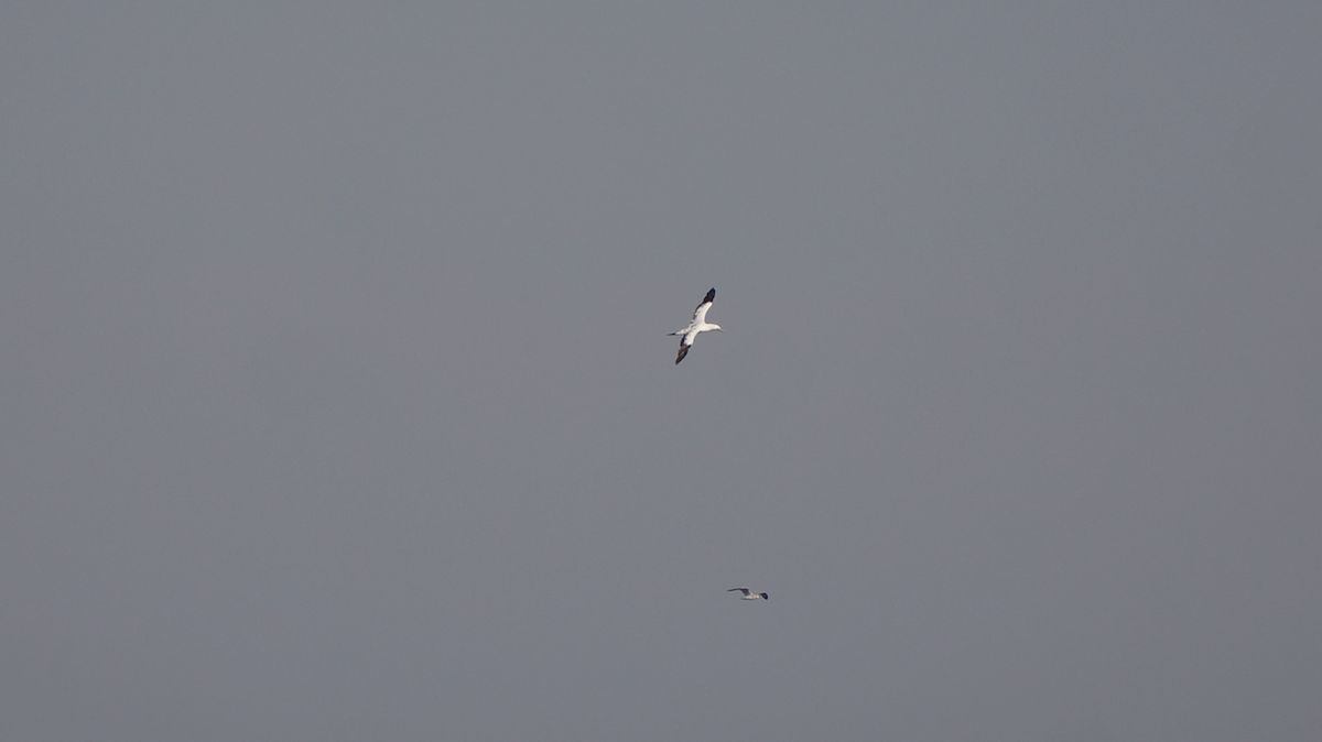 Northern Gannet - ML625622274