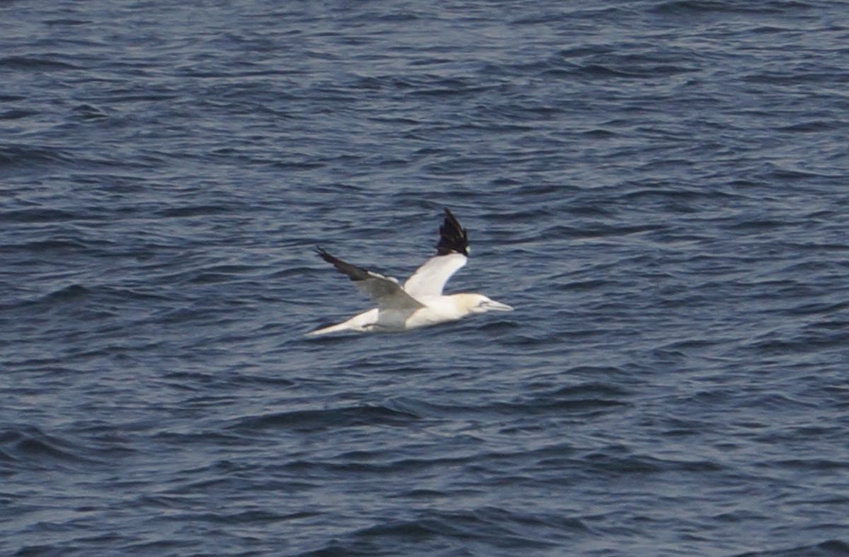 Northern Gannet - ML625622279