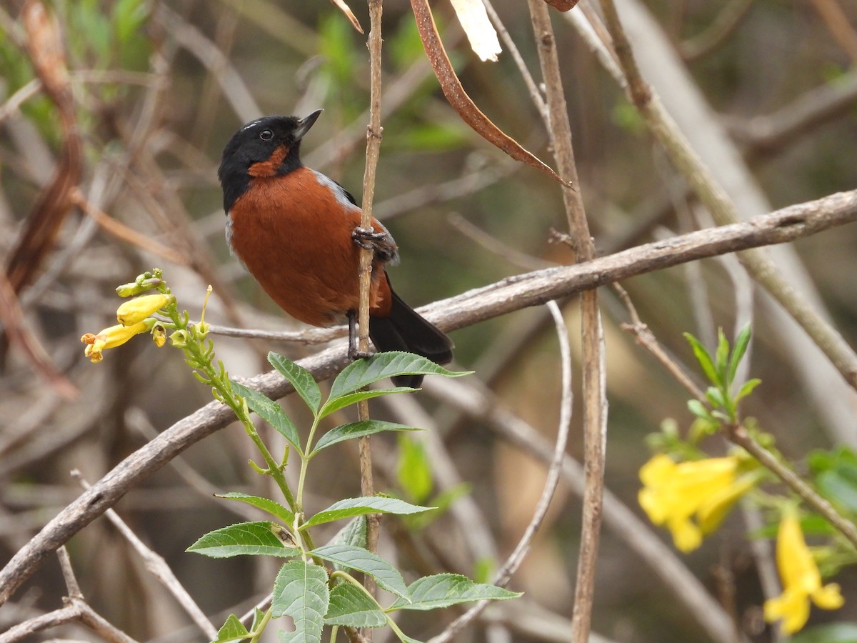 Black-throated Flowerpiercer - Rommel Chimaico