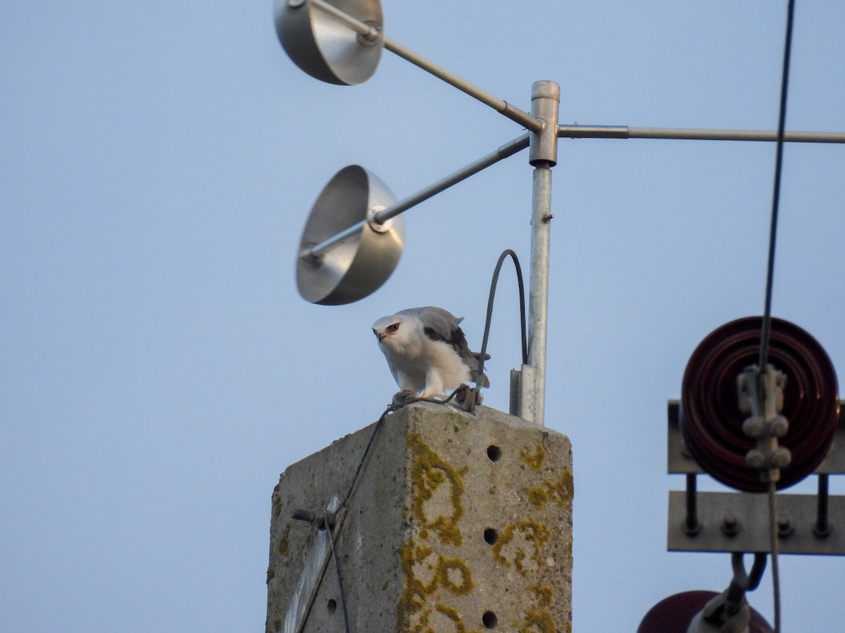 Black-winged Kite - ML625622310