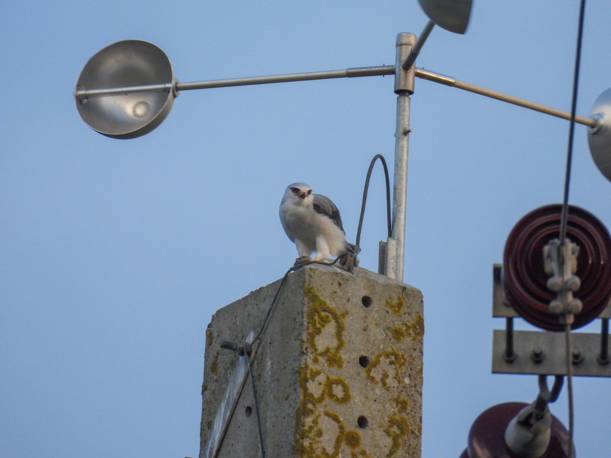 Black-winged Kite - ML625622311