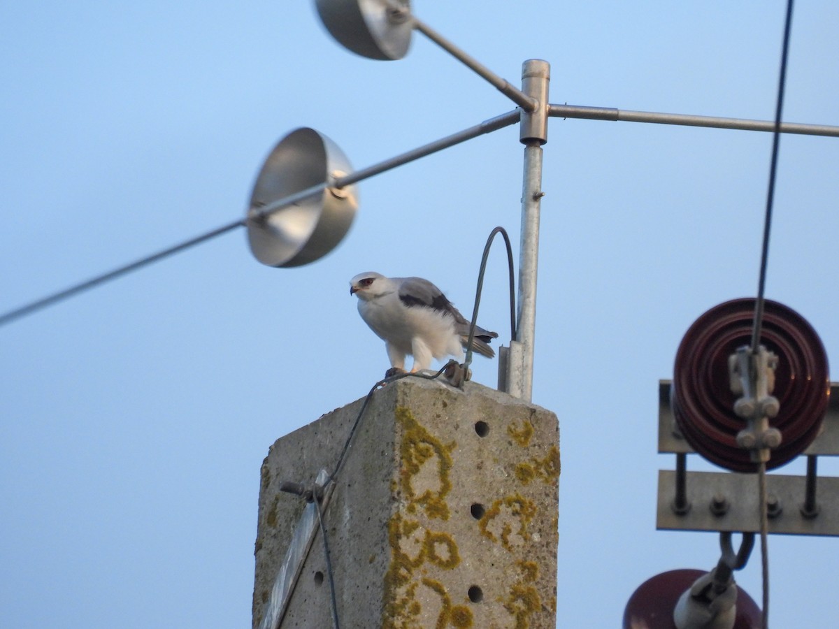 Black-winged Kite - ML625622313