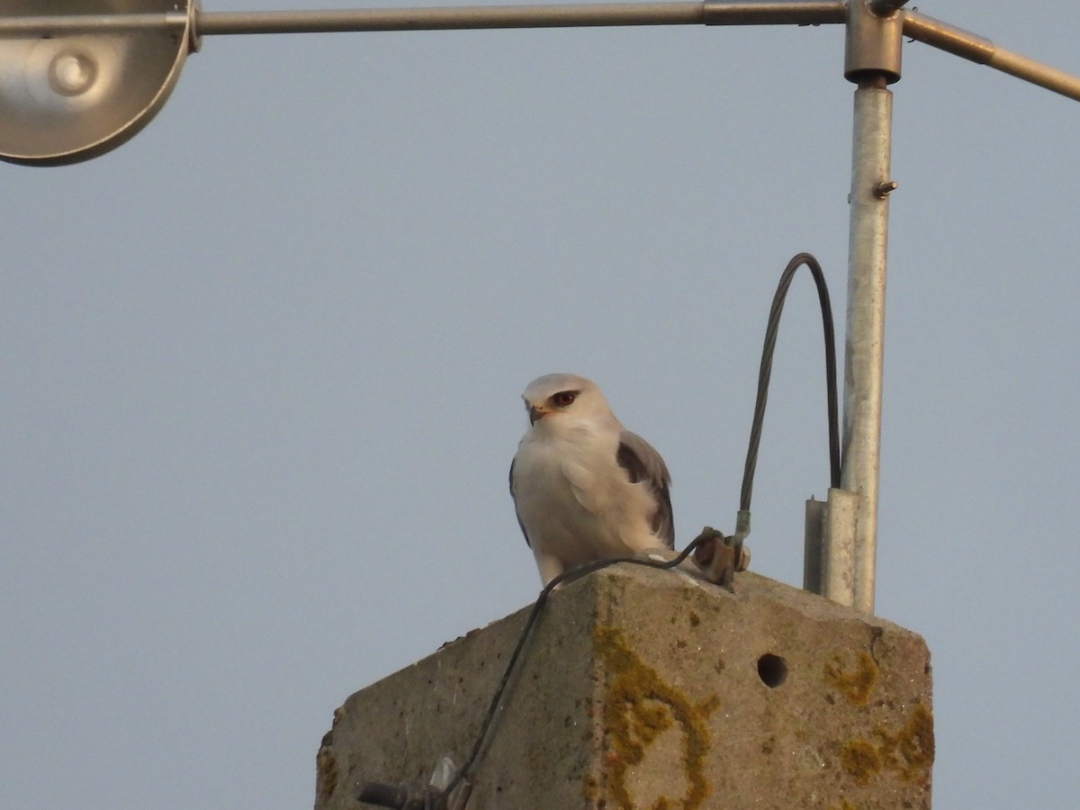 Black-winged Kite - ML625622314