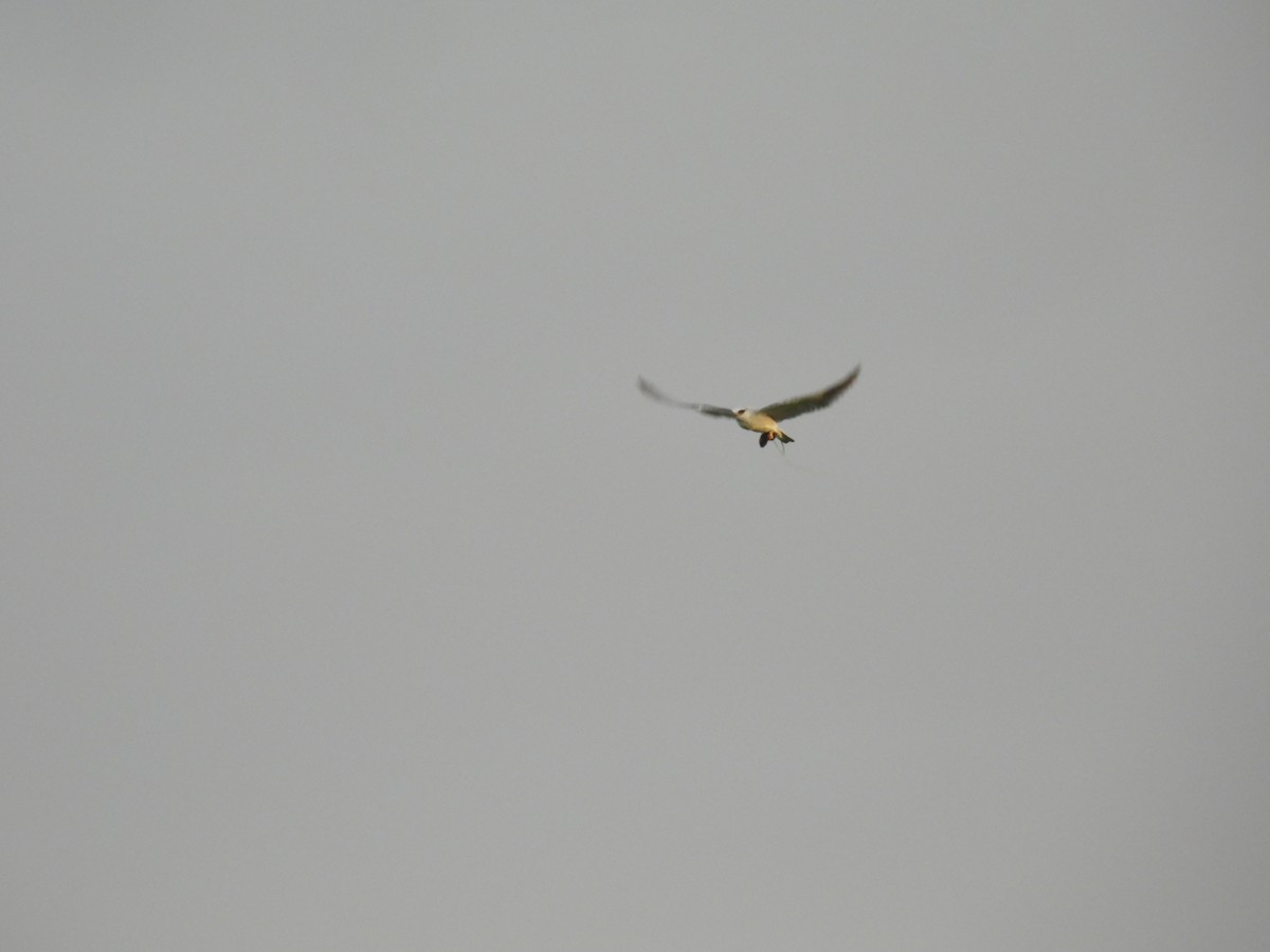 Black-winged Kite - ML625622315