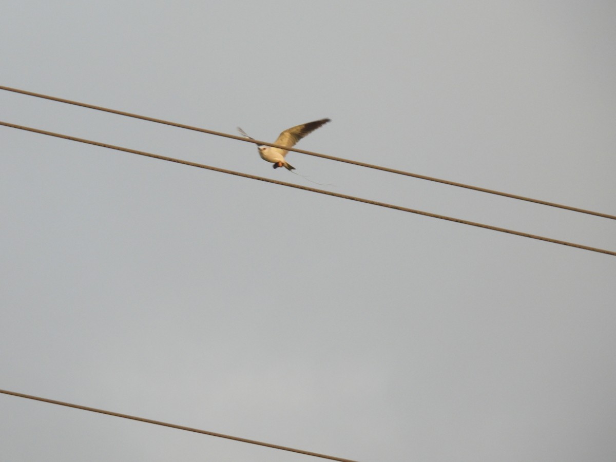 Black-winged Kite - ML625622316