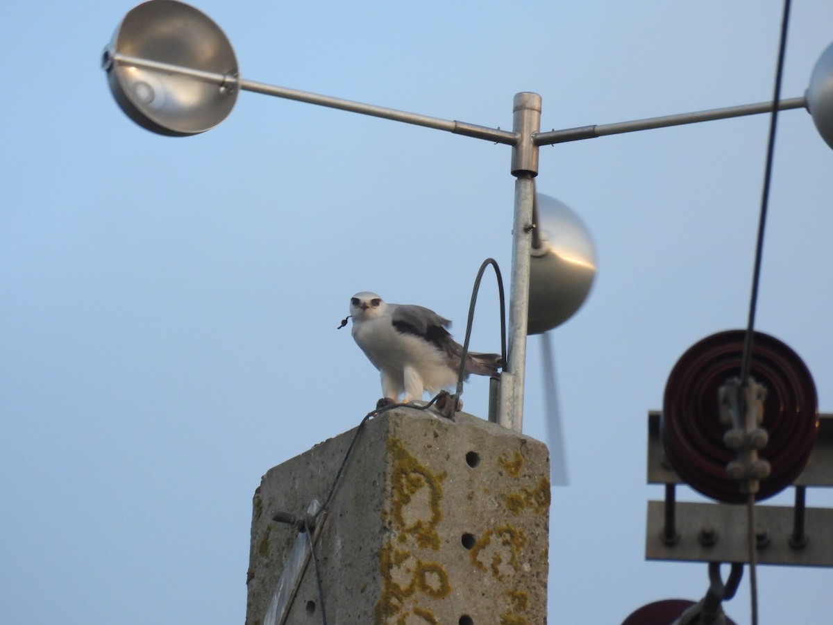 Black-winged Kite - ML625622317