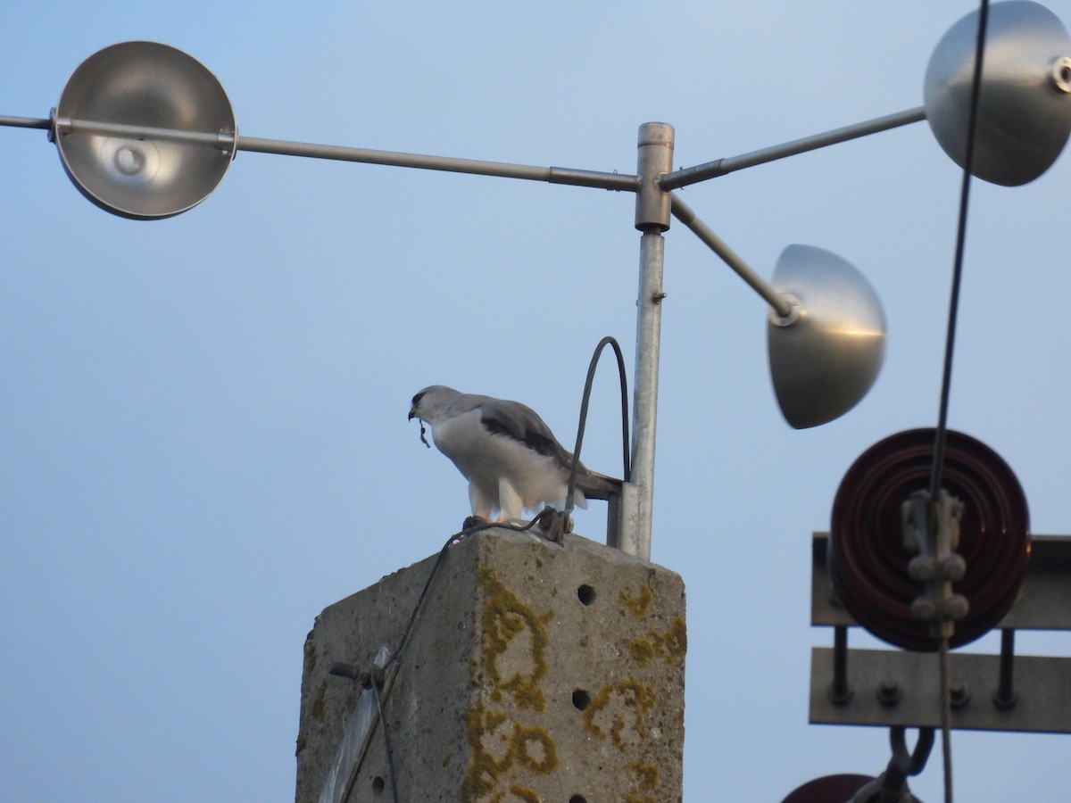 Black-winged Kite - ML625622318