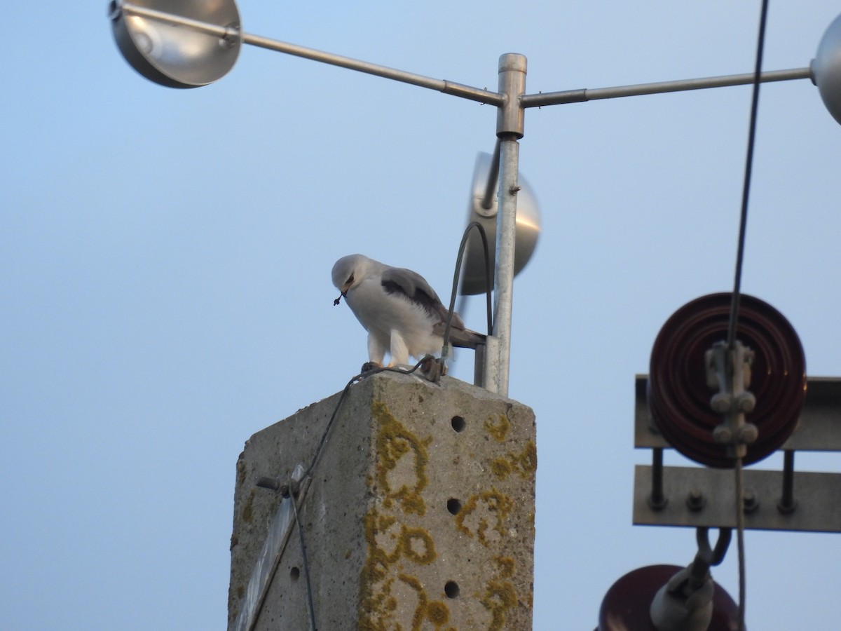 Black-winged Kite - ML625622319