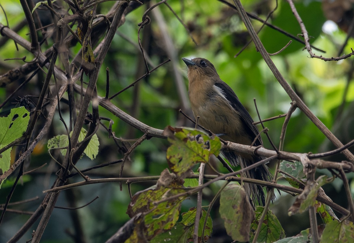 Black-goggled Tanager - ML625622321