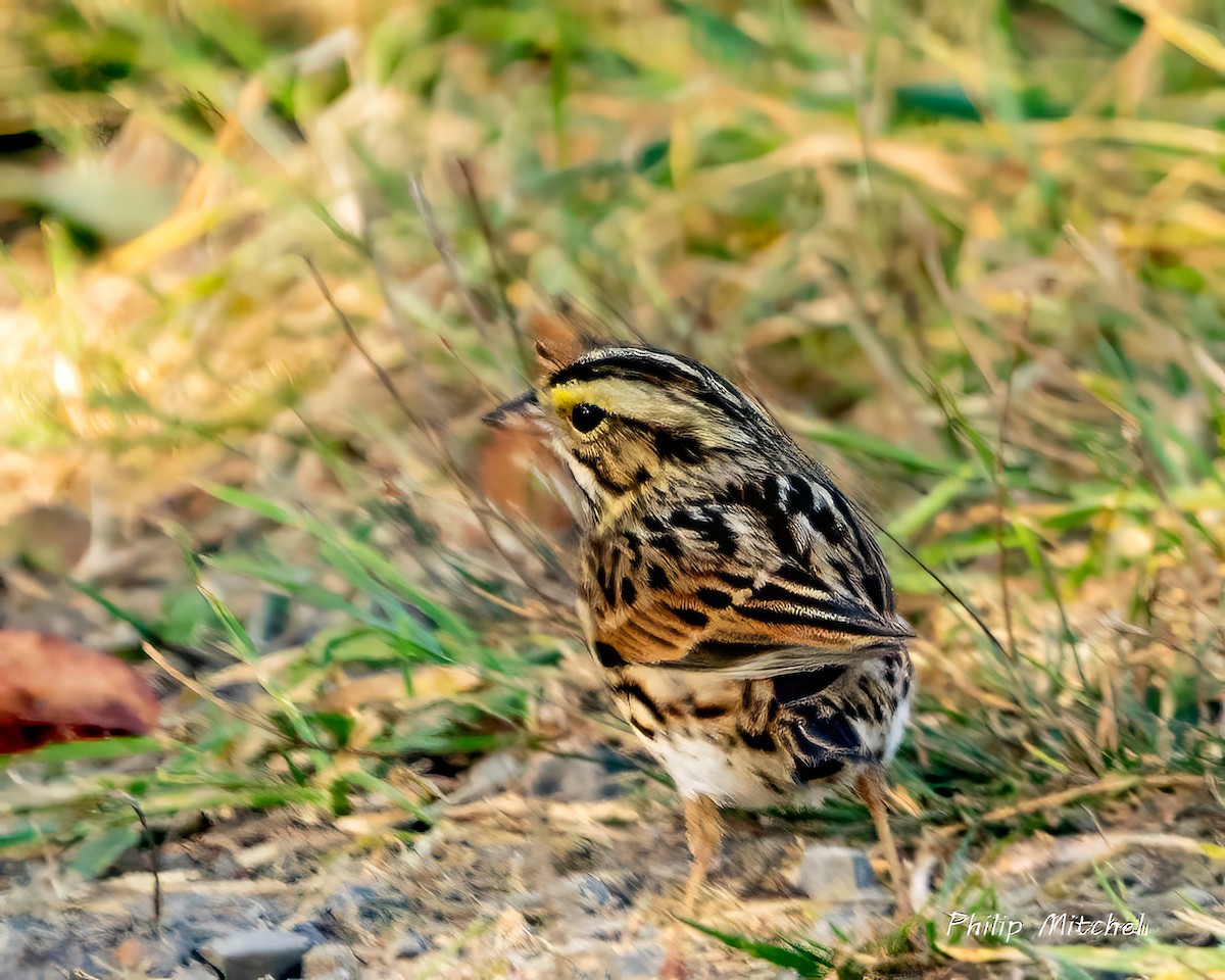 Savannah Sparrow - Philip Mitchell