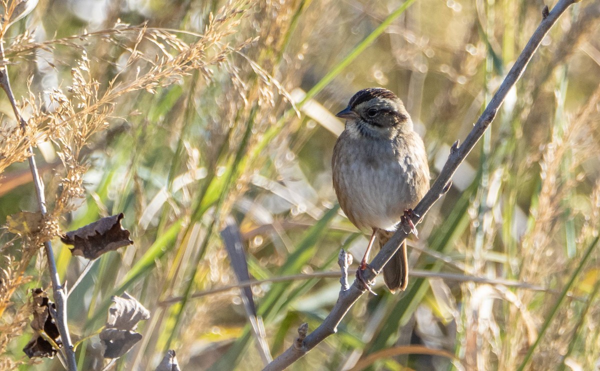 Swamp Sparrow - Matt M.