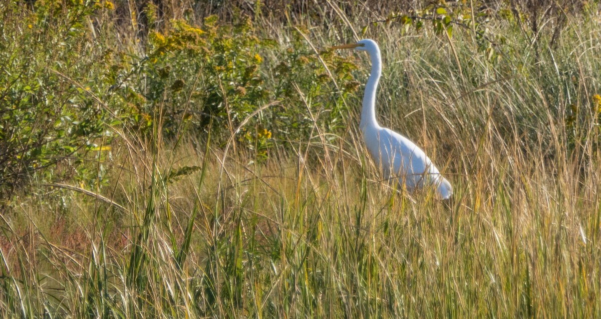 Great Egret - Matt M.