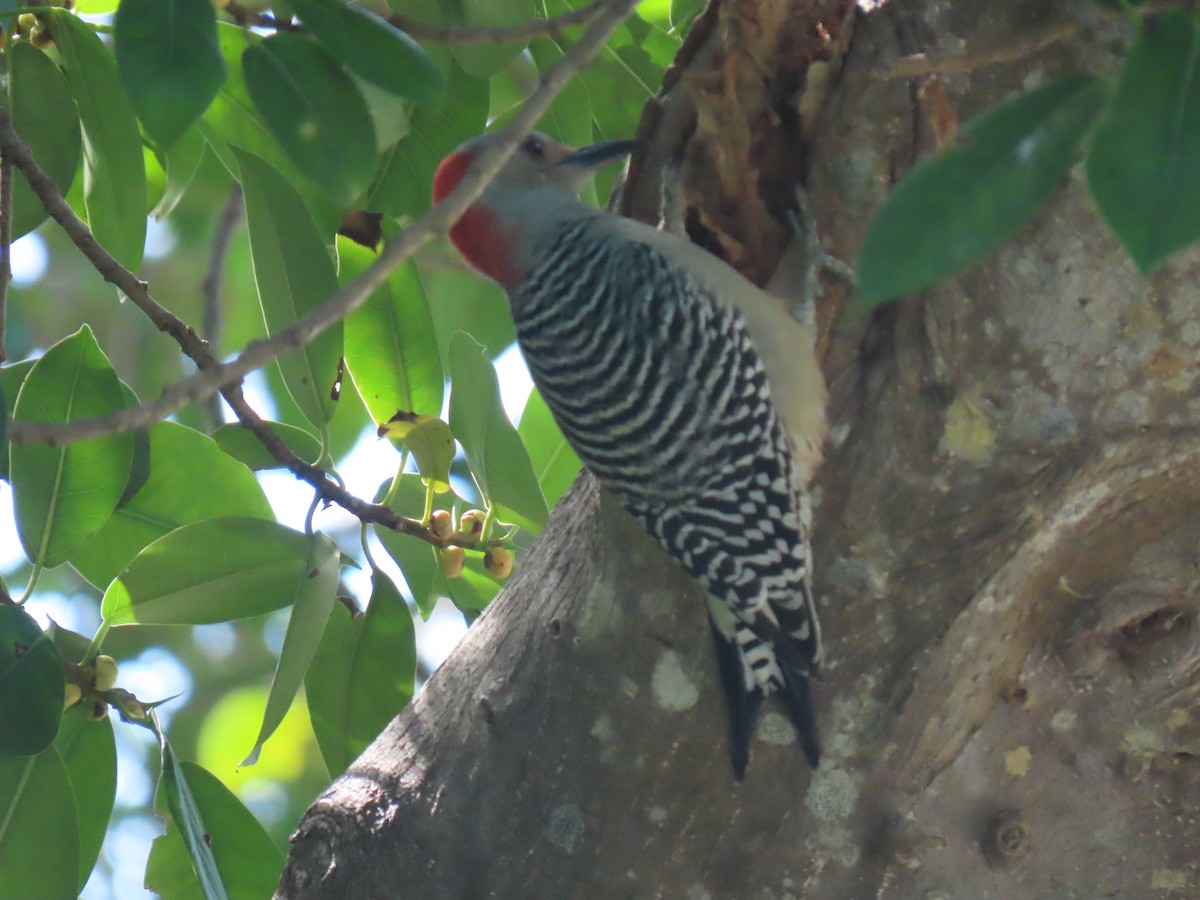 Red-bellied Woodpecker - Kathleen Williams