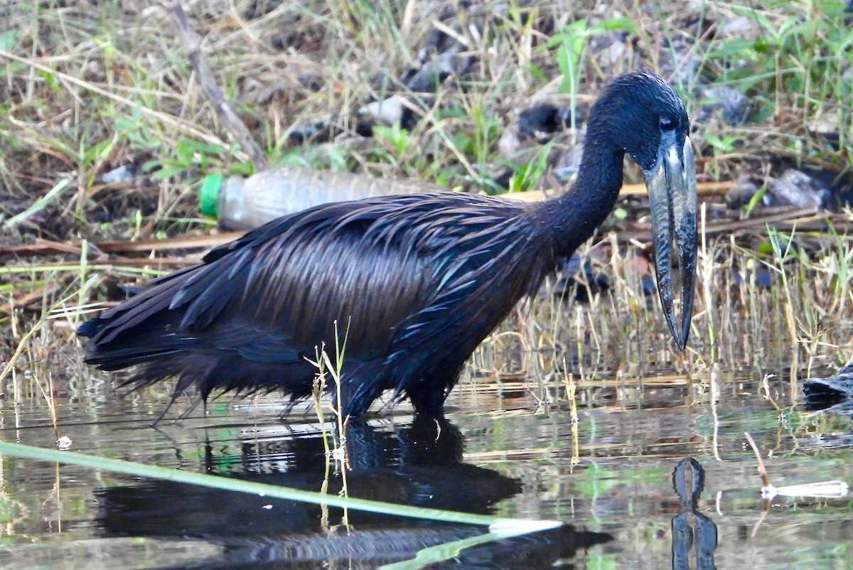 African Openbill - Kisa Weeman