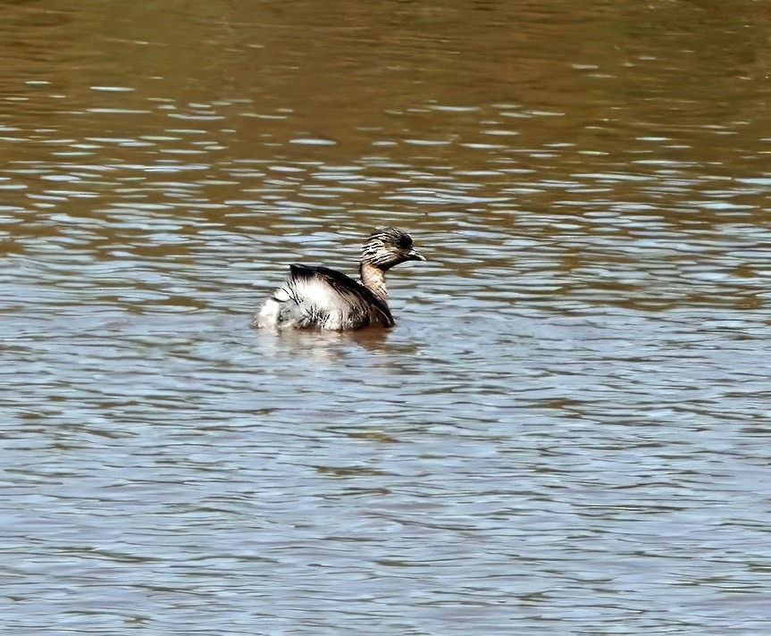 Hoary-headed Grebe - ML625622741