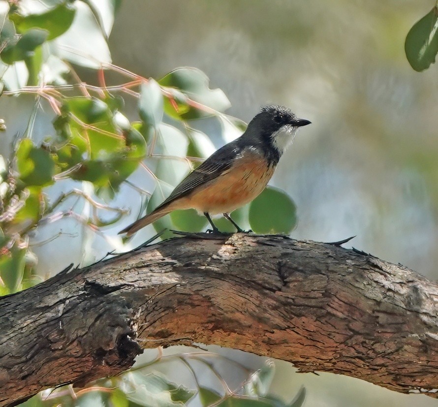 Rufous Whistler - ML625622757