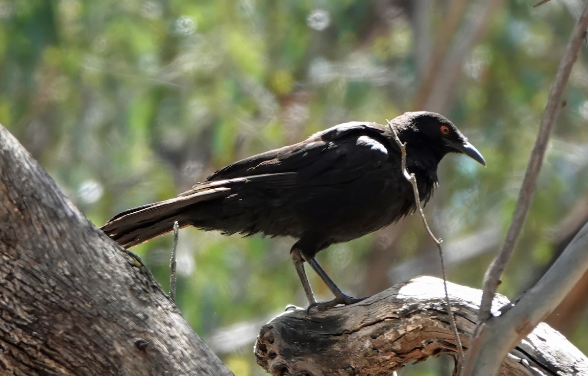 White-winged Chough - ML625622776