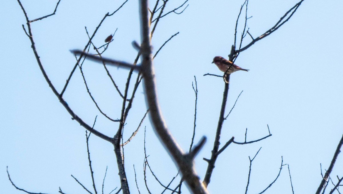 House Finch - ML625622828