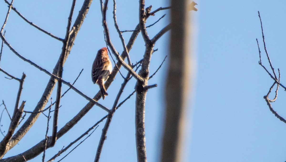 House Finch - ML625622829