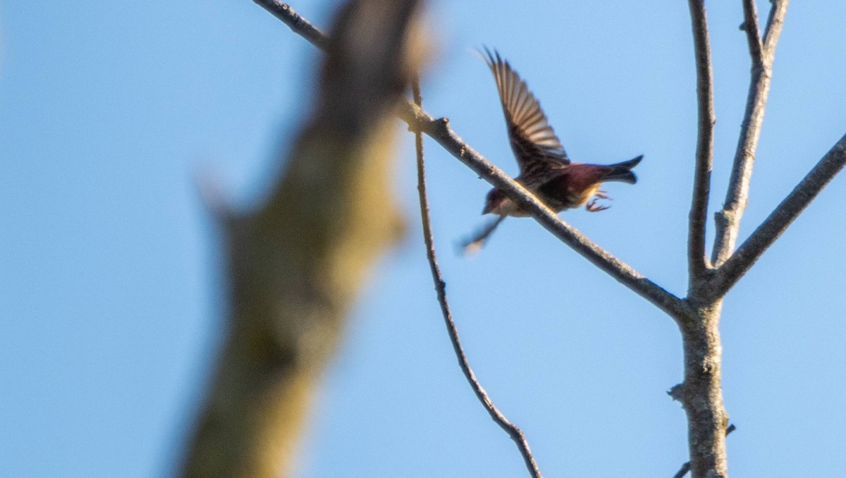 House Finch - ML625622830
