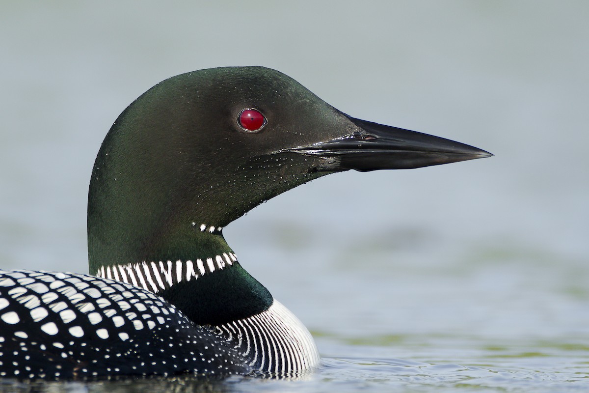 Common Loon - ML625622879
