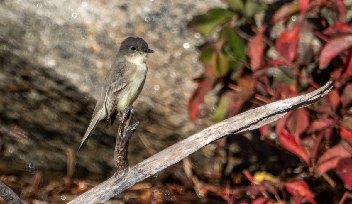 Eastern Phoebe - Matt M.